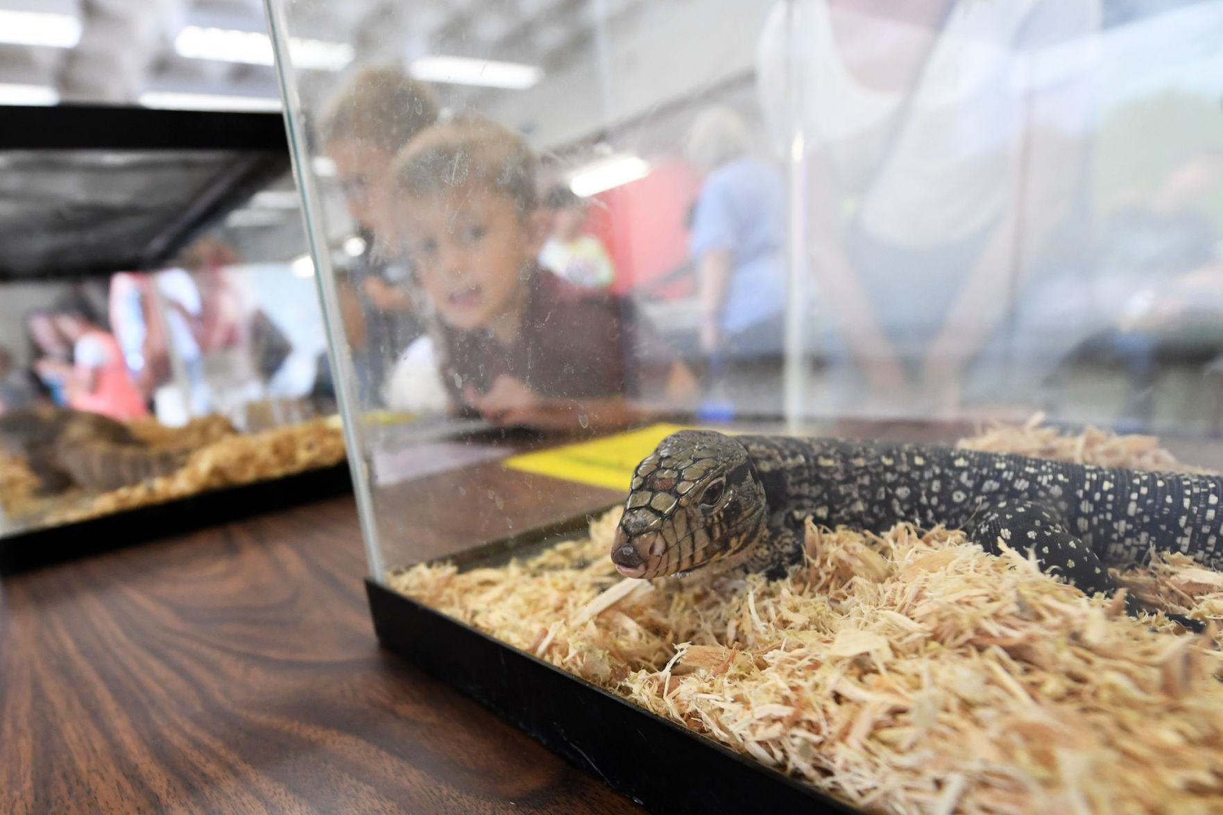 Reptile Day at the library